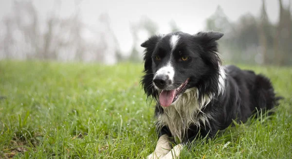 Cucciolo Collie Confine Solo Mezzo Prato Una Giornata Umida — Foto Stock