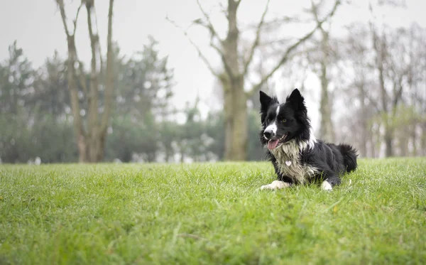 Een Natte Border Collie Puppy Ontspant Het Gras — Stockfoto