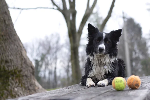 Een Prachtige Border Collie Puppy Wachtend Spelen Met Zijn Ballen — Stockfoto