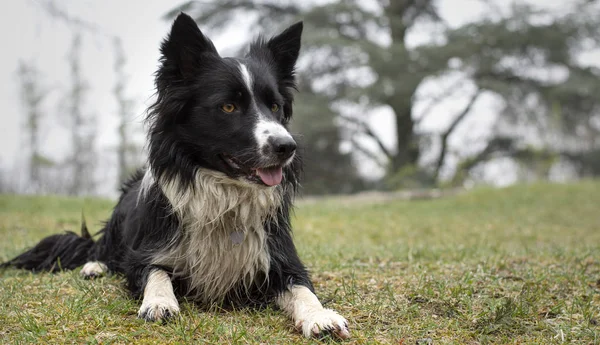 Egy Koszos Nedves Határ Collie Kiskutya Pózol Boldogan Fűben — Stock Fotó