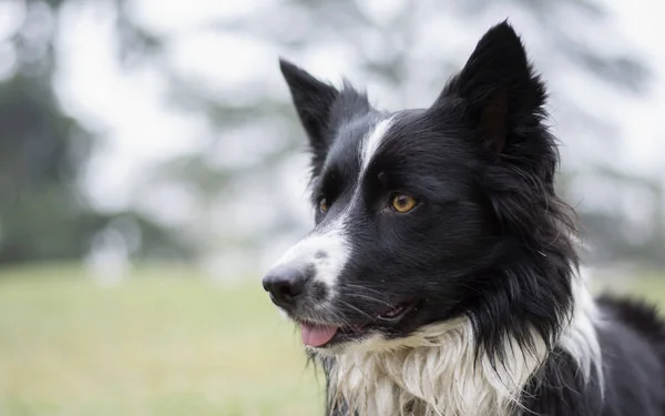 Cucciolo Collie Confine Sporco Bagnato Posa Felice Campagna — Foto Stock