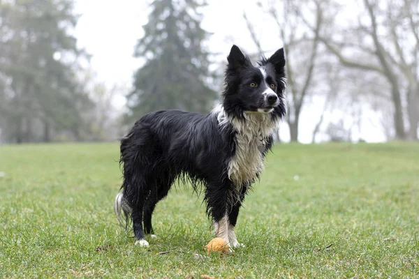 Portrait Dirty Wet Border Collie Puppy Countryside — 스톡 사진