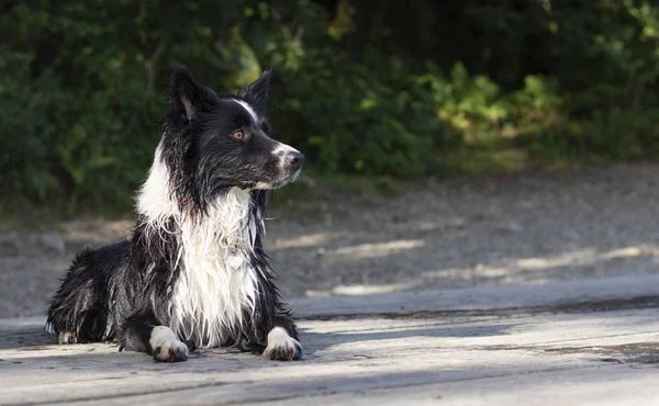 Een Border Collie Puppy Warmt Zon Een Houten Steiger Bij — Stockfoto