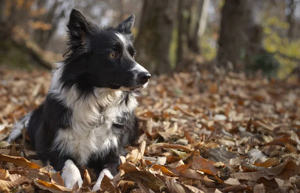 秋の葉の間に横たわる素晴らしいボーダーコリーの子犬が画面上に見えます — ストック写真