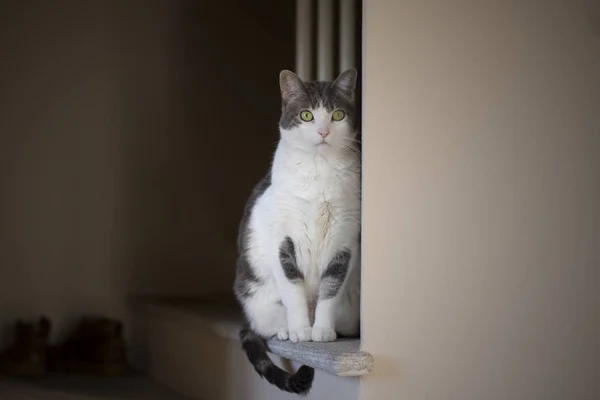 Divertente Gatto Bianco Europeo Seduto Sul Granito Fotografia Stock