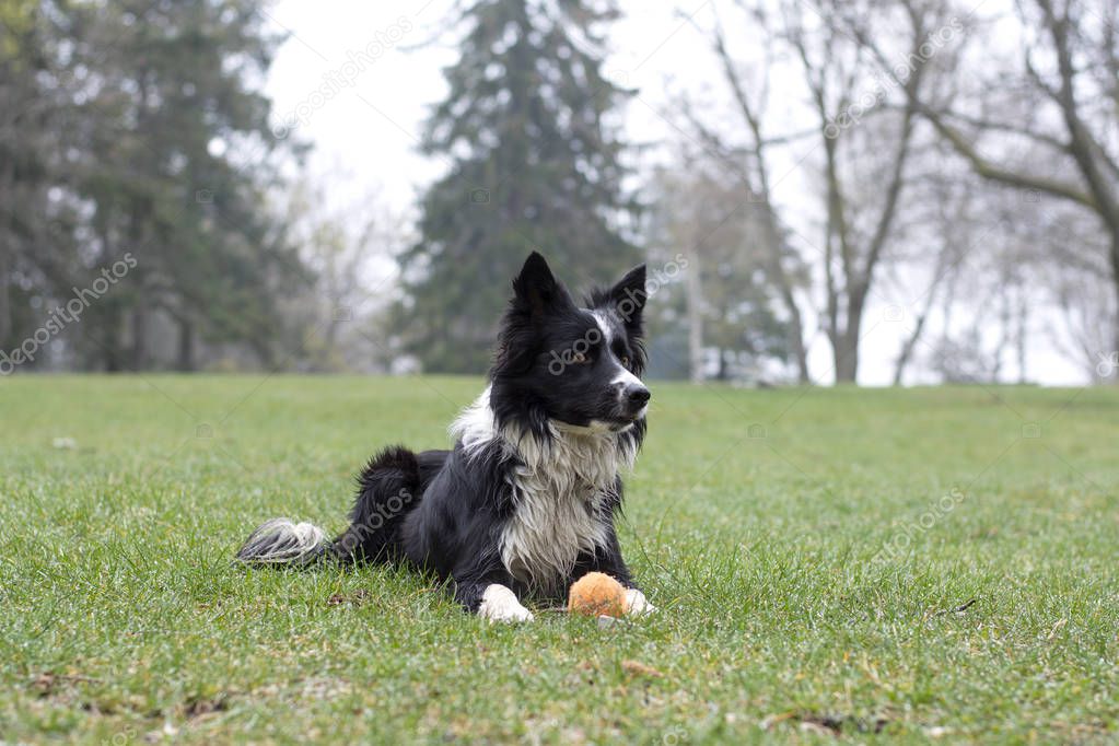 A border collie puppy lying in the grass on a rainy day looks intently out of range