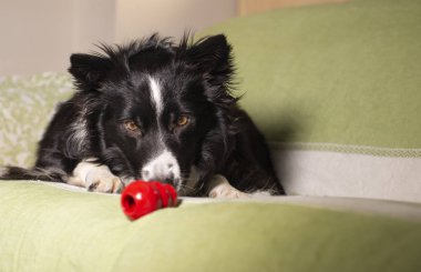 Güzel bir çoban köpeği kanepede Kong 'una bakıyor.