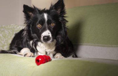 Sevimli, kanepede oyunu olan bir çoban köpeği.