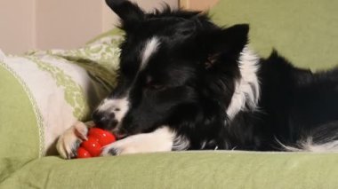 Güzel bir çoban köpeği evde kanepede Kong 'unu yiyor ve onunla oynuyor. Kapat..