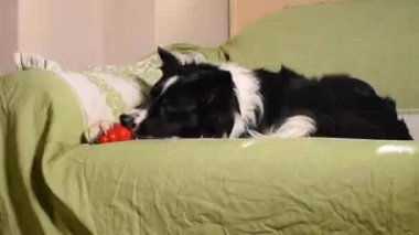 Güzel bir çoban köpeği evde kanepede Kong 'unu yiyor ve onunla oynuyor.