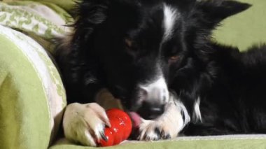 Güzel bir çoban köpeğinin Kong 'unu yiyip içtiği ve onunla oynadığı yakın plan.