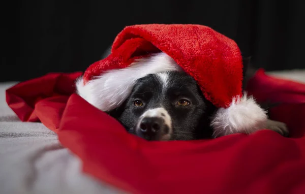 Amorevole Cucciolo Collie Bordo Rilassa Tra Lenzuola Rosse Bianche Con Foto Stock