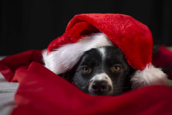 Simpatico Cucciolo Collie Confine Sdraiato Tra Lenzuola Rosse Bianche Che Immagine Stock