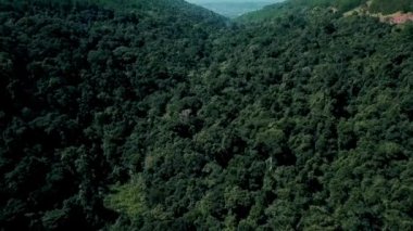 Fly Cam Drone 4k - Vietnam 'da çam ormanı yeşili