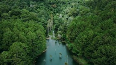 Fly Cam Drone 4k - Vietnam 'da çam ormanı ve yeşil göl
