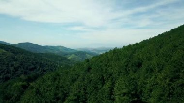 Fly Cam Drone 4k Vietnam 'da Çam Ormanı