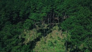 Fly Cam Drone 4k Vietnam 'da Çam Ormanı
