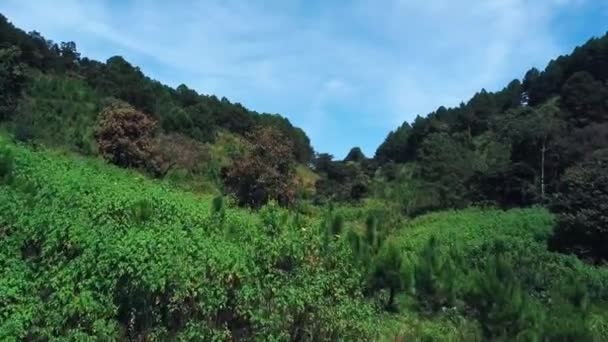Fly Cam Drone Pinhal Verde Vietname — Vídeo de Stock
