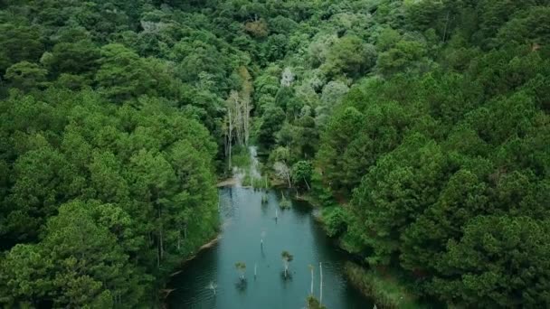 フライキャムドローン4K ベトナムの松林と緑の湖 — ストック動画