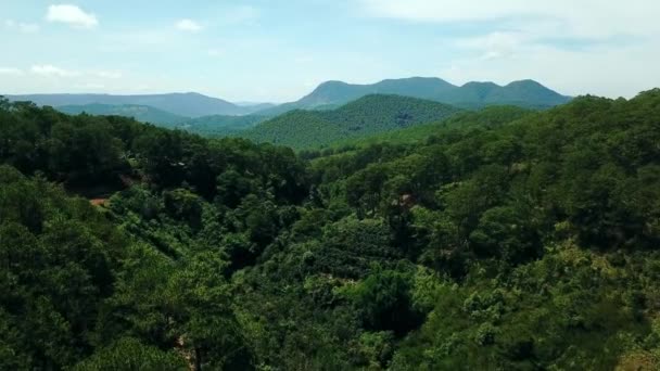 Mosca Cam Drone Bosque Pino Vietnam — Vídeos de Stock