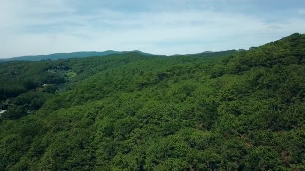 Mosca Cam Drone Bosque Pino Vietnam — Vídeos de Stock