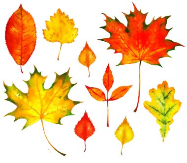 Elle boyanmış suluboya kırmızı ve sarı sonbahar yaprakları: meşe ağacı; dişbudak ağacı, akçaağaç, huş ağacı, beyaz arka planda izole edilmiş.