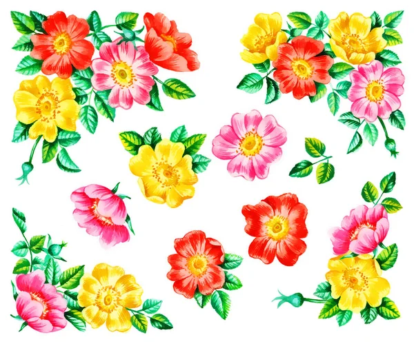 Suluboya Boyası Köpek Gülü Çiçek Elementleri Beyaz Arka Planda — Stok fotoğraf