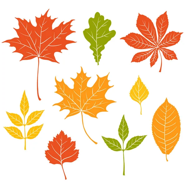 Autumn Color Leaves Silhouette Fall Floral Natural Vector Set Oak — Stock Vector