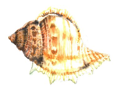 Suluboya el boyası deniz kabuğu, beyaz arka planda izole edilmiş, tasarım için, kartlar için, davetiyeler için, düğün tasarımı, kapak için,.