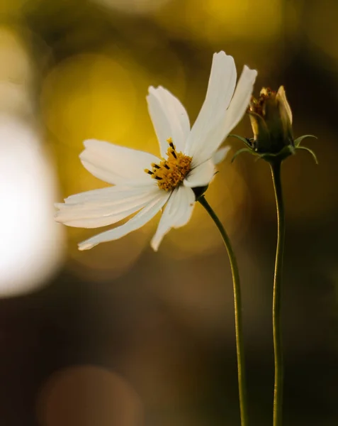Kwiat Podwórku Rano — Zdjęcie stockowe