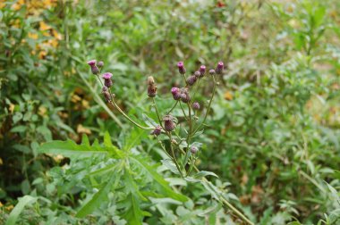 Mor çiçekler çimlerin arka planında kapanıyor
