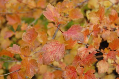Kırmızı-sarı yapraklar yakın plan çekimde