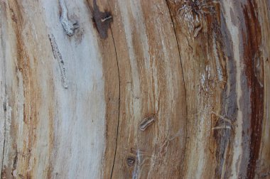 Ağacın kabuğu yok.