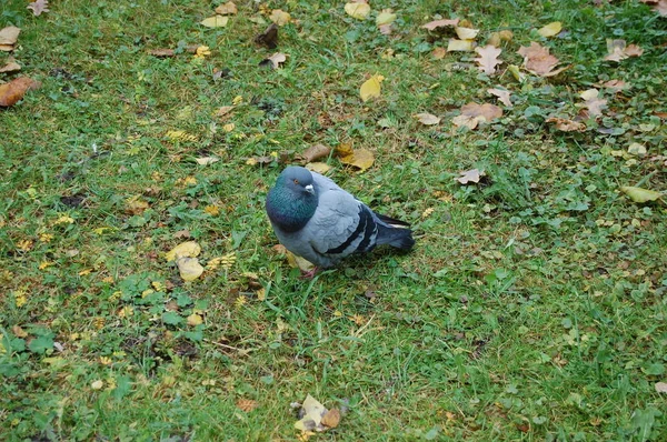 Pombo Sentado Grama — Fotografia de Stock