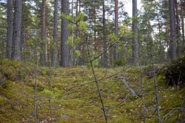 Christmas tree closeup in a clearing in the autumn forest