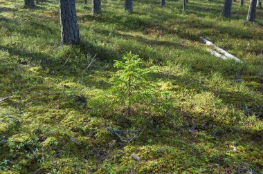 Güneşli bir günde sonbahar ormanında küçük bir Noel ağacı