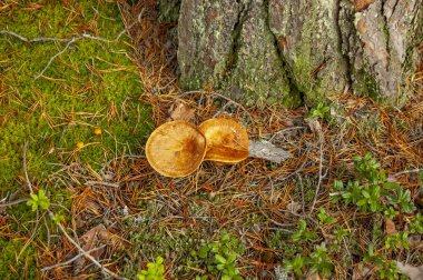 Sonbahar ormanında bir ağacın yanındaki mantarlar.