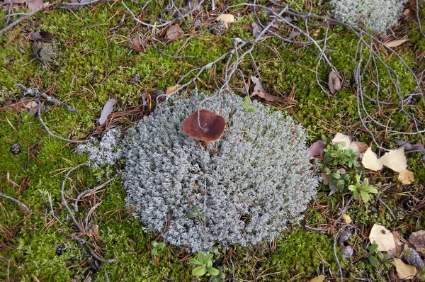 Champignon Sur Mousse Dans Forêt Automne — Photo