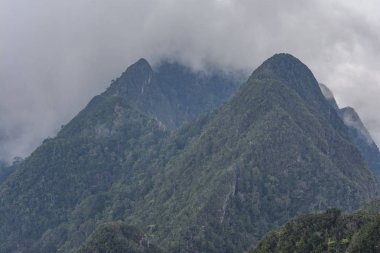 Sisli orman manzarası