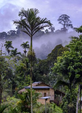 Tropikal orman sabah