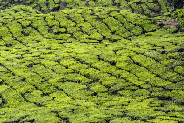 Cameron Highlands granja de té Fotos De Stock Sin Royalties Gratis