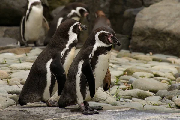 Pinguins Zoo — Stock fotografie
