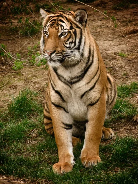 Animal Tigre — Fotografia de Stock