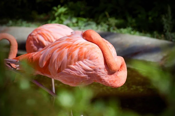 Flamingo Colombië Amarillaslatinas Net — Stockfoto