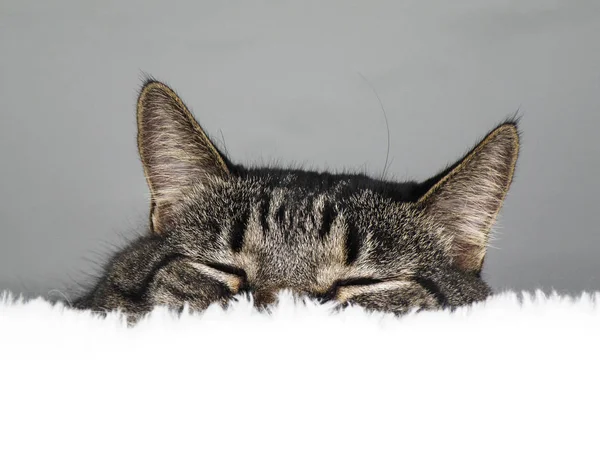 photo of sleepy cat