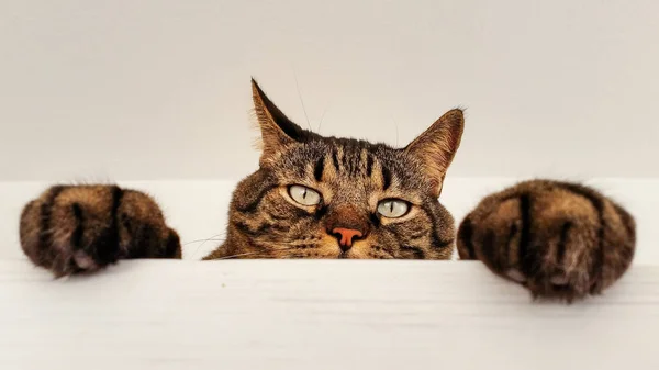 Niedliche Katze Sieht Dich — Stockfoto