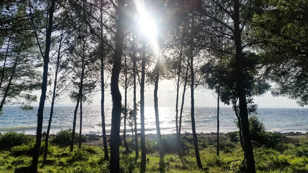 早上在海上的森林里 克罗地亚维尔Lanterna海滩 — 图库照片