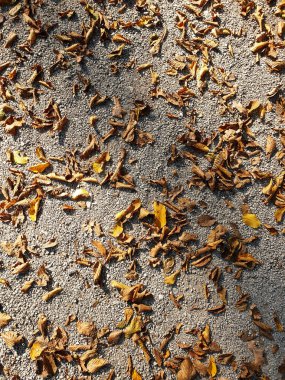 Yapraklar, doku, kahverengi yaprak, doğa, sonbahar, tütün, çay, kuru, doğal, yiyecek, sonbahar, bitki, desen, makro, orman, ağaç, zemin, organik, siyah, boru, tohum, portakal, malzeme, renk, mevsim, mevsim, mevsim, kapanış, özet, arkaplan