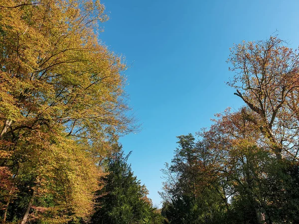 Árvores Parque Outono — Fotografia de Stock