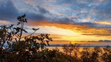 Günbatımında yalnız ağaç Denizde